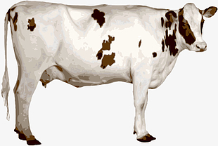 Page 11 485 Cow Clipart Png Cliparts For Free Download Uihere