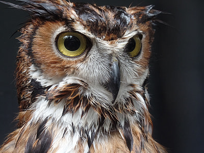 brown, black, and white owl thumbnail
