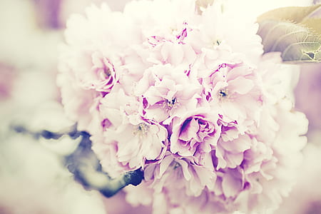 closeup photo of pink petaled flower thumbnail