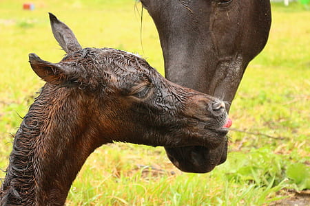 brown horse licking face of baby horse on green grass field thumbnail
