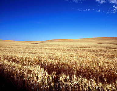 brown leafed grass under blue sky thumbnail