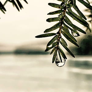 dew on green leaf at daytime thumbnail