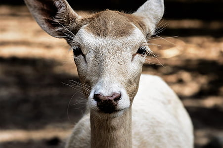 gray and brown deer thumbnail