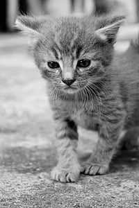 black and white tabby kitten thumbnail