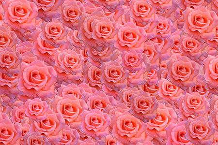 pink rose flower lot digital wallpaper thumbnail