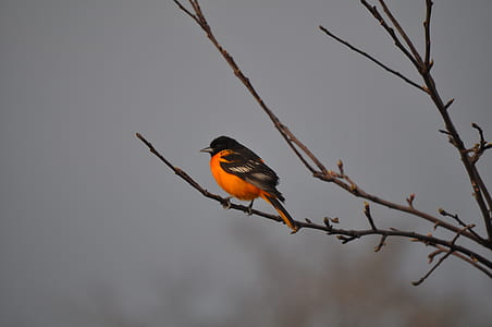 red and black bird on trunk thumbnail