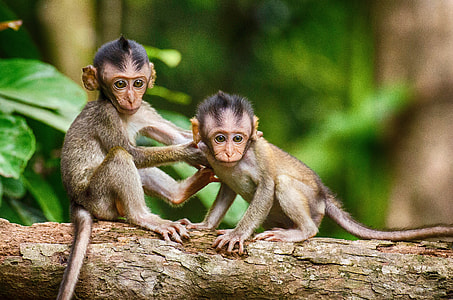 two brown monkeys sitting on tree thumbnail