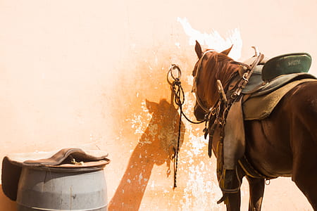 Brown Horse thumbnail
