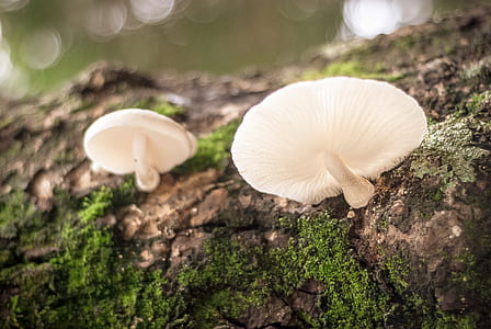 two mushrooms on tree thumbnail