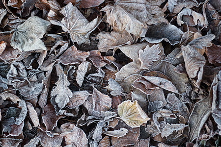 closeup photo of brown leaves thumbnail