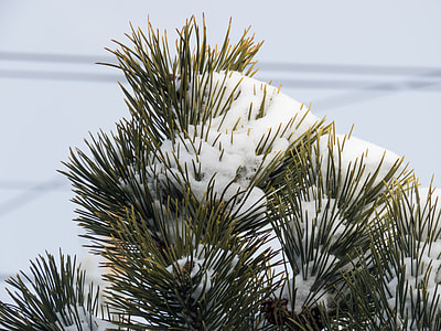 snow-covered conifer thumbnail