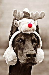 grayscale photo of doberman pinscher with earmuff thumbnail