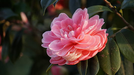 pink petaled flower in close-up photo thumbnail