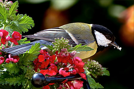 brown and black bird perch on red flower thumbnail