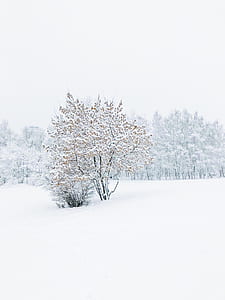 baretree covered with snow thumbnail