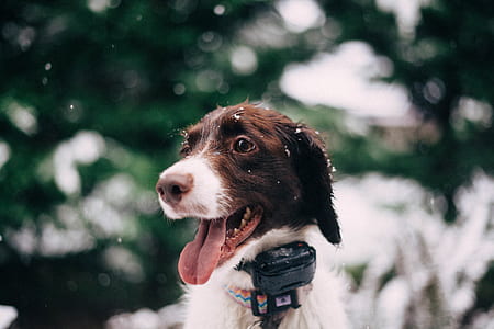 tilt shift focus photography of brown and white dog on outdoors thumbnail