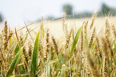 selective focus photography of wheat field thumbnail