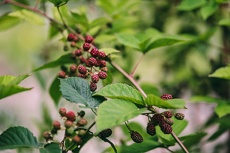 Flowers, fruits and vegetables in the garden thumbnail