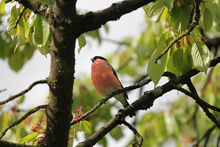 bird on tree branch thumbnail