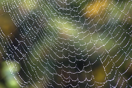 close-up photo of spider web thumbnail
