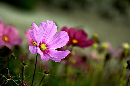 selective focus photography of purple cosmos flower thumbnail