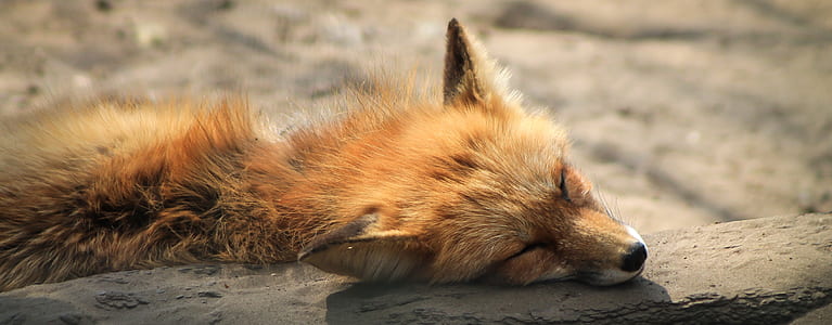 photography of fox lying dowm thumbnail