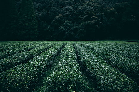 green plant field thumbnail
