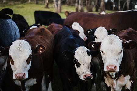 Close-up Photo of Cows thumbnail