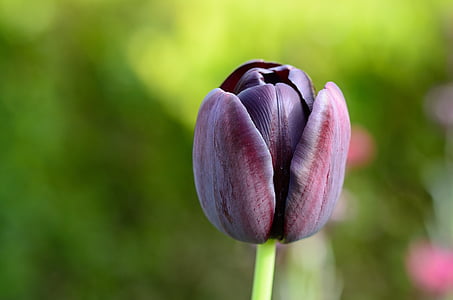 shallow focus of red tulip flower thumbnail