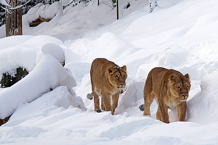 two brown snow lions thumbnail