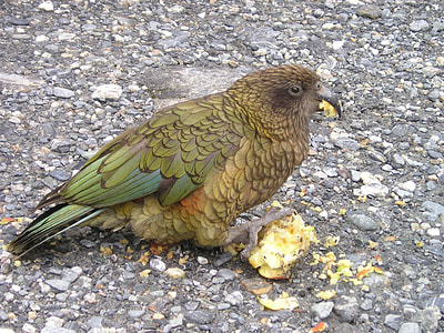 green and gray bird eatting food on gray pavement thumbnail