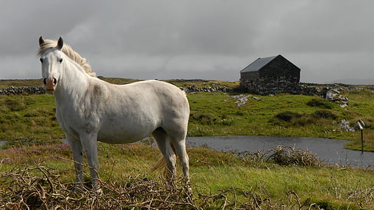 white horse standing on green grass thumbnail