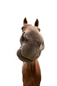 brown horse thumbnail