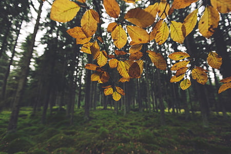 yellow leafed tree thumbnail