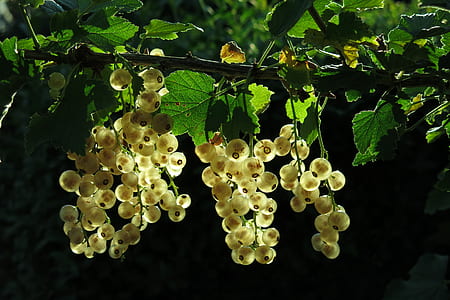 selective focus photography of beige petaled flower thumbnail