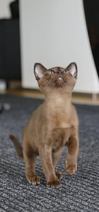 shallow focus photography of brown cat looking upper side thumbnail