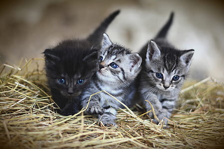 selective focus photography of three kittens on nest thumbnail