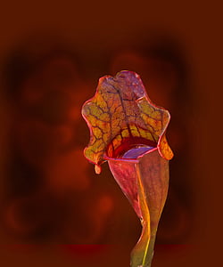 selective focus photography of yellow and red petaled flower thumbnail