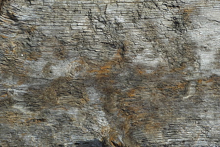 selective focus photography of gray tree bark thumbnail