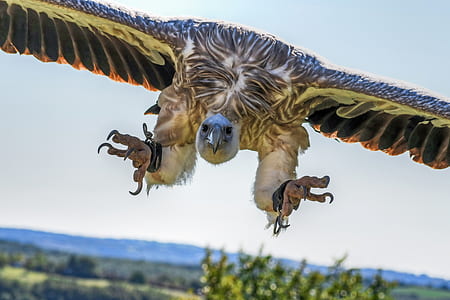 selective focus photography of eagle flying thumbnail