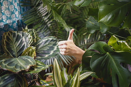 person doing hand sign between plants thumbnail