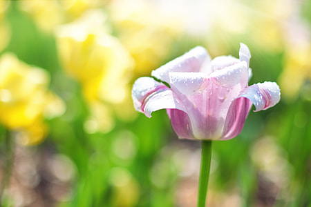 selective focus photography of white and pink tulip in bloom thumbnail