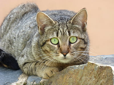 silver tabby cat thumbnail