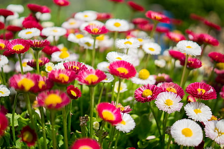 meadow of white and red flowers thumbnail