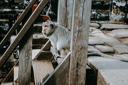 gray monkey sitting on stairs at daytime thumbnail