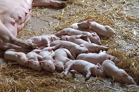 white piglets sleeping thumbnail