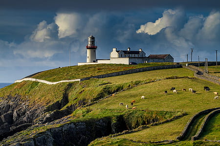 herd of animals on grass beside white lighthouse at daytime thumbnail