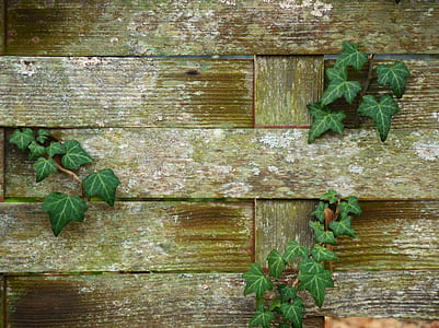 green leaf plants growing on brown wooden frame thumbnail