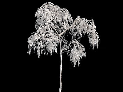 white tree thumbnail