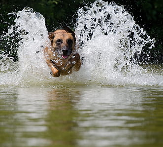 dog running on body of water thumbnail